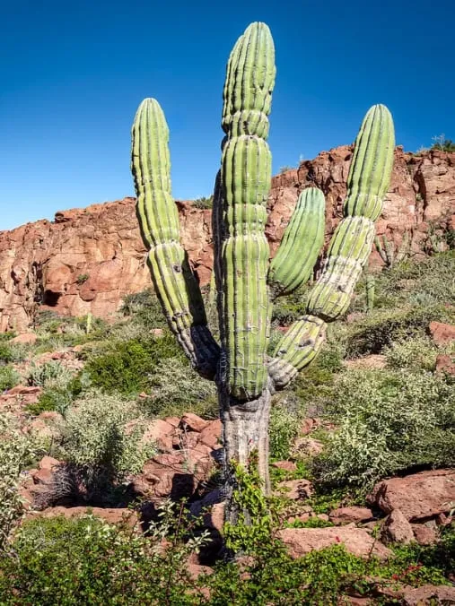 Cardon cactus and dusty mountain-bike trail in the desert above La Ventana