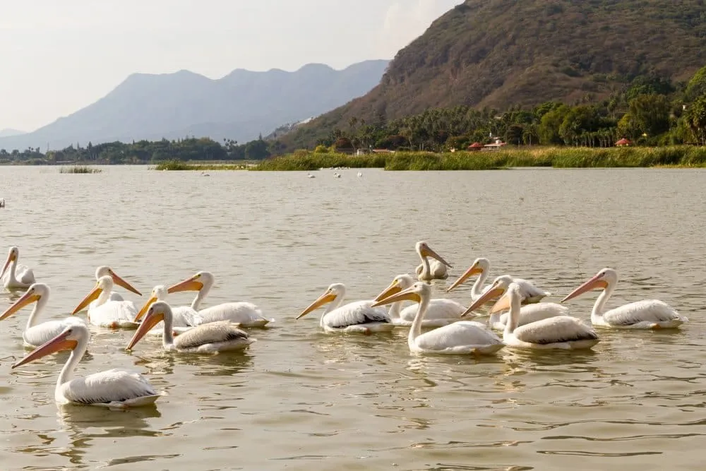 Wide Lake Chapala shoreline with calm water and hazy mountains behind the lakeside towns