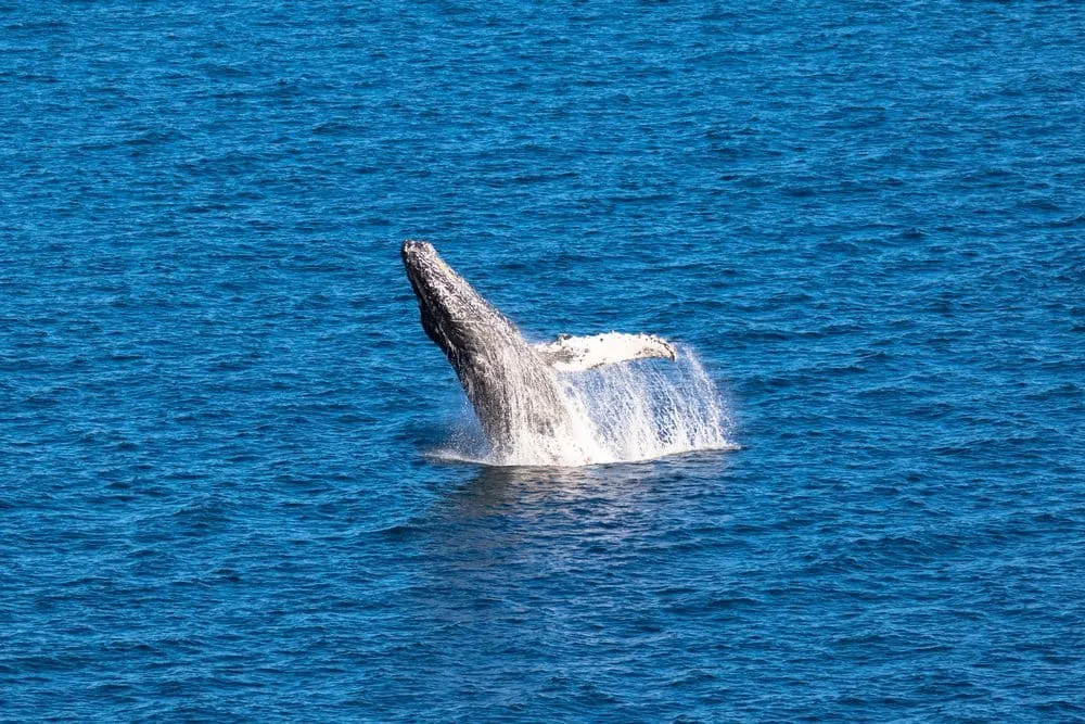 Whale watching boat on blue Sea of Cortez water near Loreto islands