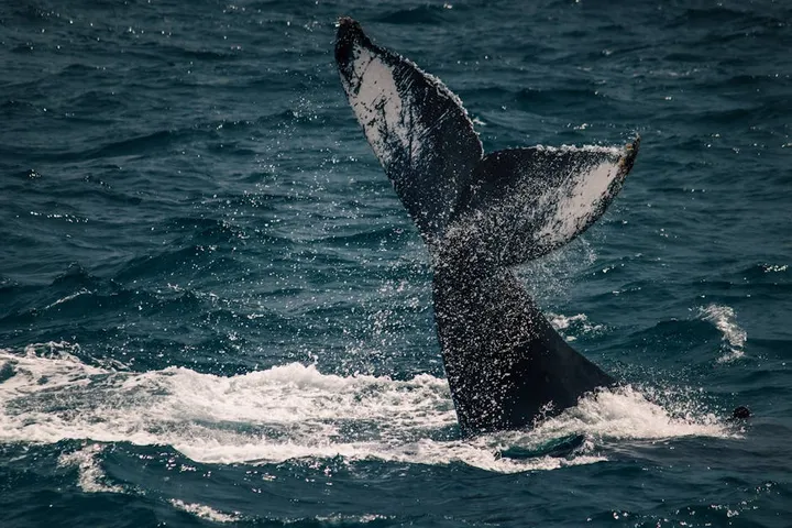 Things to Do in Los Cabos 2026: 25 Best Activities, Beaches & Excursions