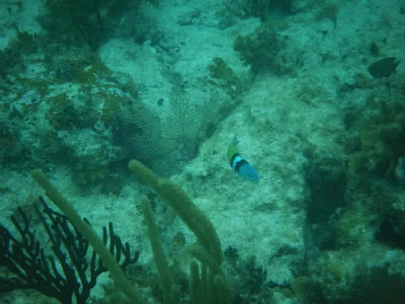 Snorkel boat over clear reef water off Mahahual