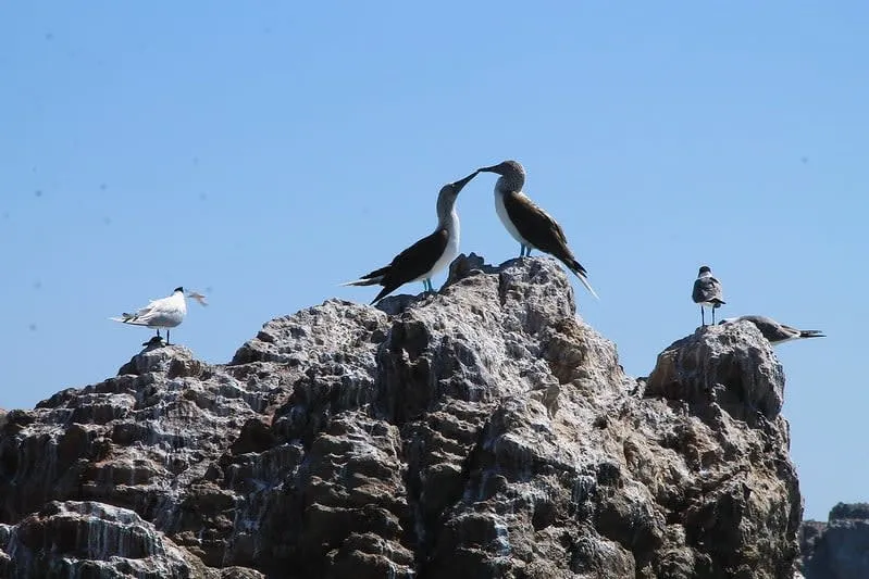Seabirds flying over the rocky Marietas Islands off Nayarit