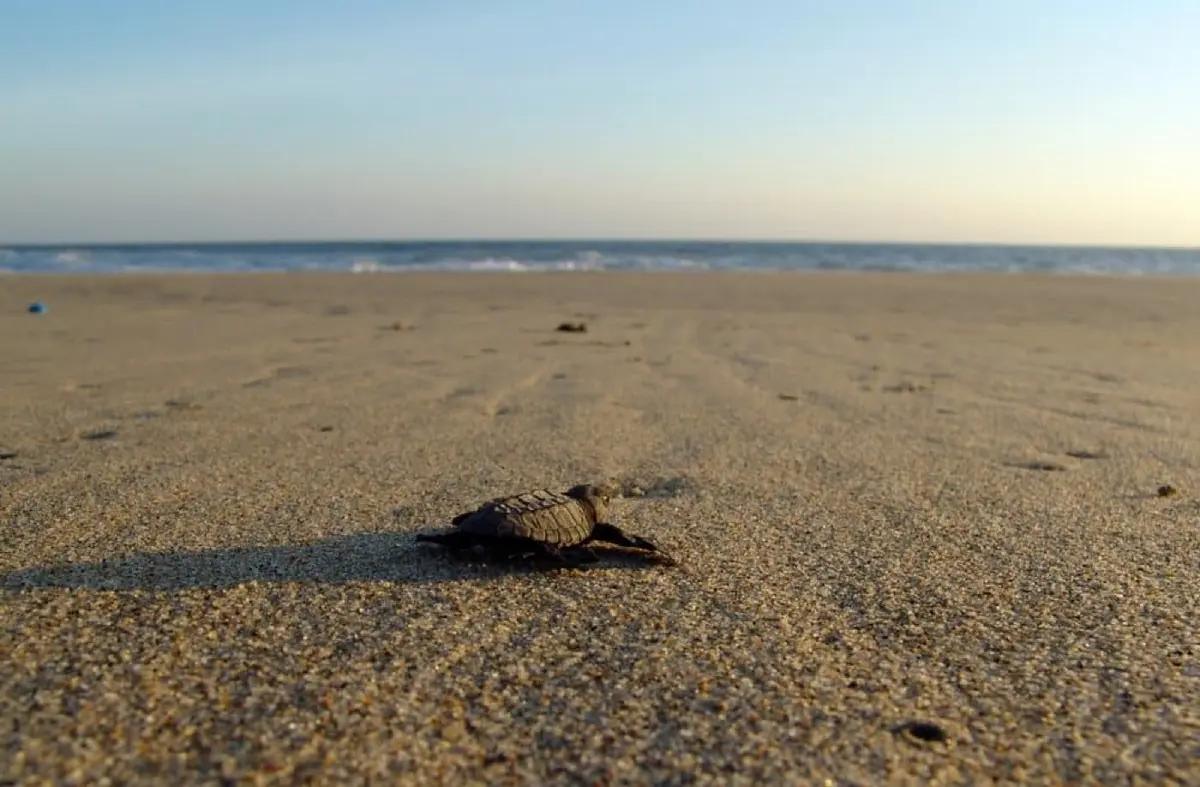 Mazunte in July: Weather, Turtles & Tips