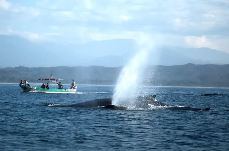 Humpback whale surfacing offshore from Mazunte during winter whale season