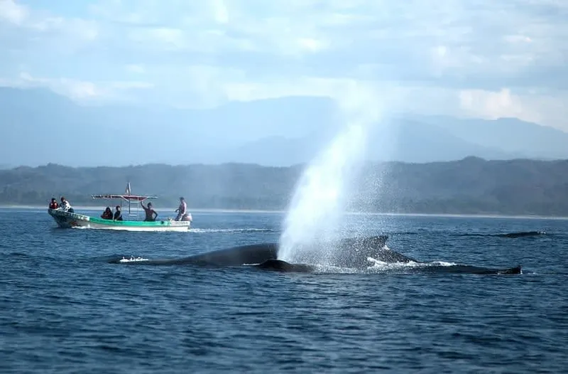 Mazunte Oaxaca coast in March with Pacific wildlife possibilities and dry-season beach planning