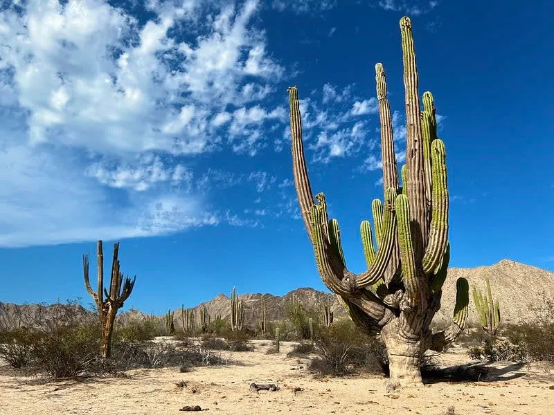 Tall cardón cactus landscape in the Valley of the Giants near San Felipe