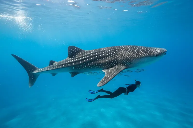 Marine wildlife in Mexico during June turtle and whale shark season timing