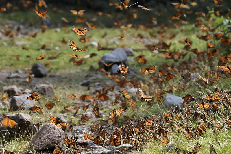 Monarch butterflies — Michoacán's butterfly reserves are a natural detour on the road between Morelia and Mexico City
