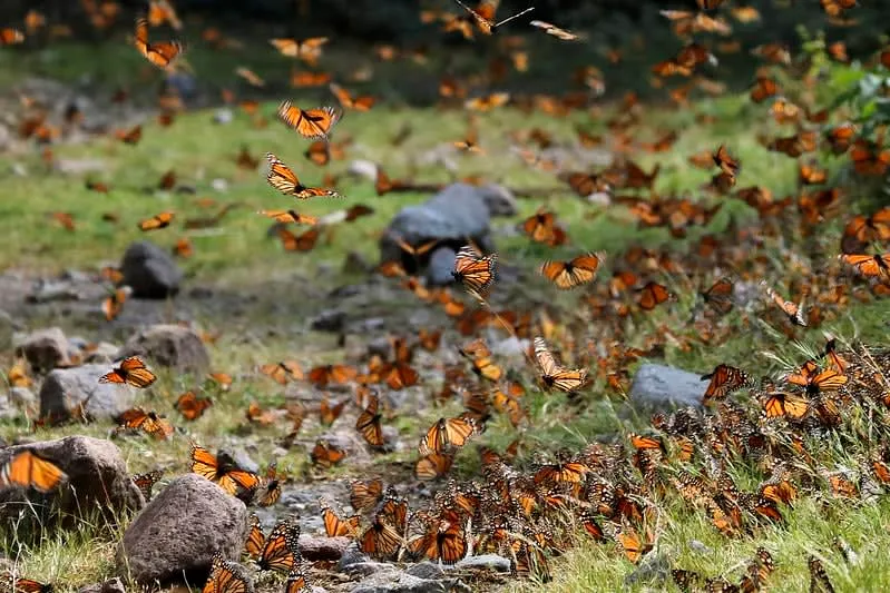 Monarch butterflies — Michoacán's butterfly reserves are a natural detour on the road between Morelia and Mexico City