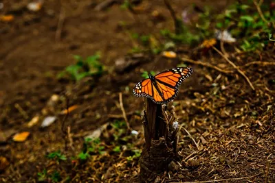Chasing Monarchs: A Guide to Mexico&#8217;s Best Butterfly Sanctuaries