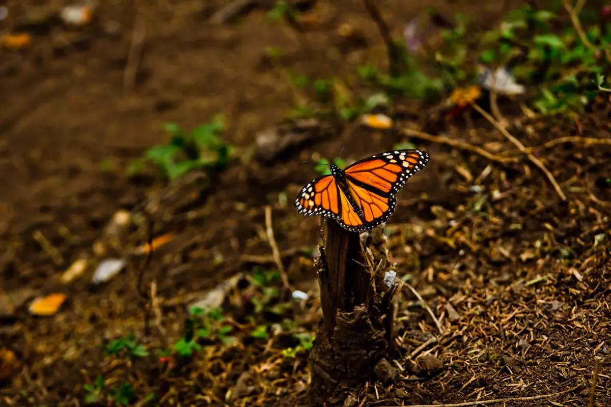 Chasing Monarchs: A Guide to Mexico&#8217;s Best Butterfly Sanctuaries