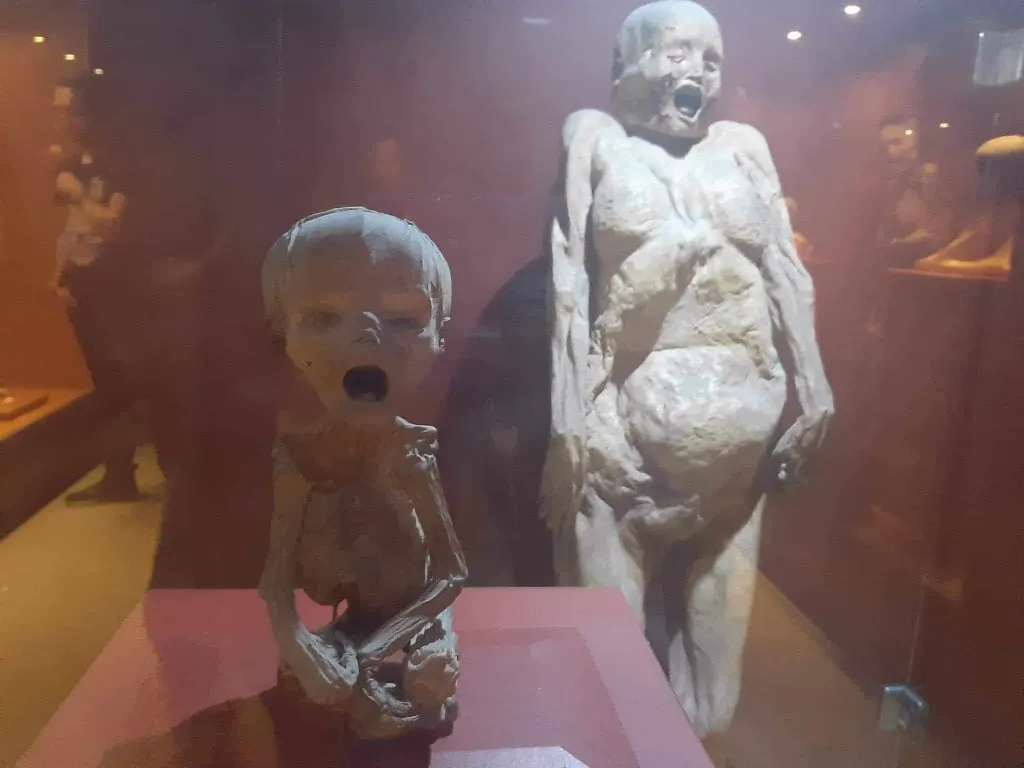 Two preserved figures displayed behind glass in the museum