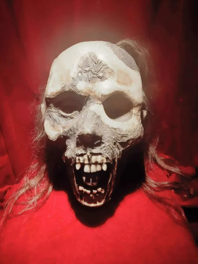 Close-up of a preserved skull-like museum display with hair