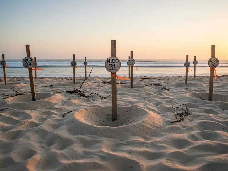 Oaxaca turtle conservation beach rules and protected nesting area during August season