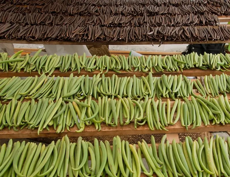 Papantla vanilla in April with Totonac culture, Voladores traditions, Easter-season travel, and Pueblo Mágico walks