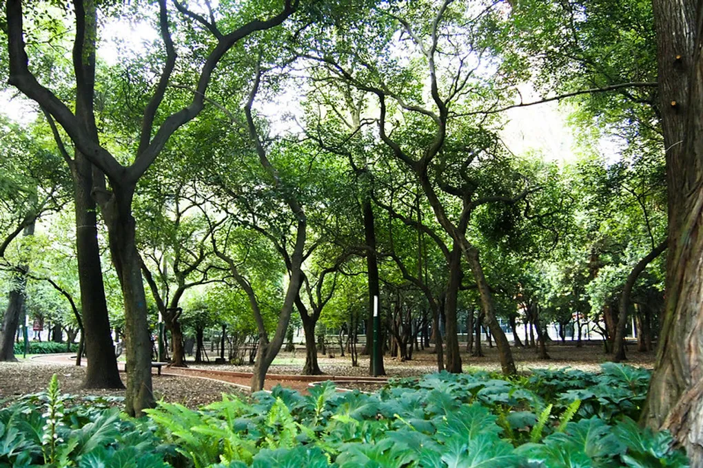 Best Parks in Mexico City That Offer Tranquility and Beauty