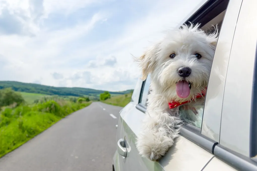 Exploring Mexico’s Best Pet-Friendly Escapes: Paws and Paradise