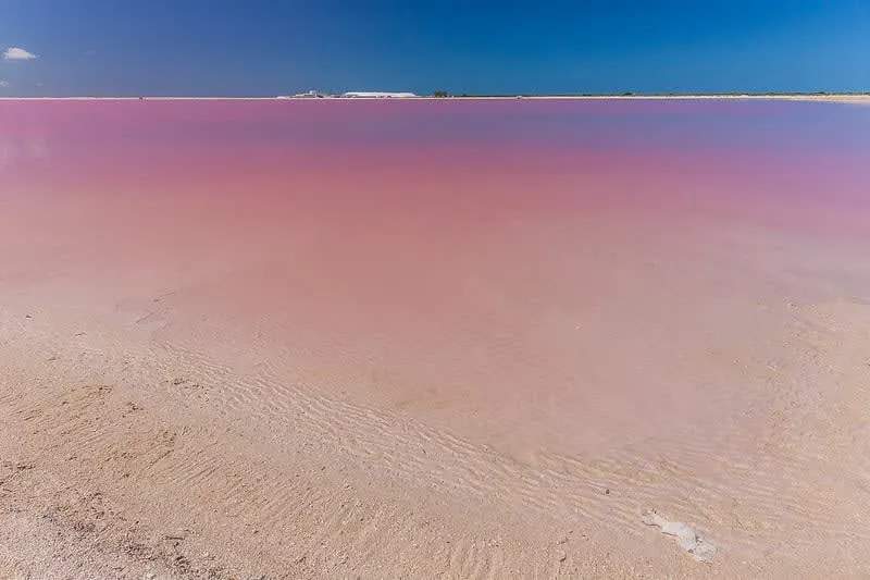 Pink lagoon beside mangroves near El Cuyo and Rio Lagartos