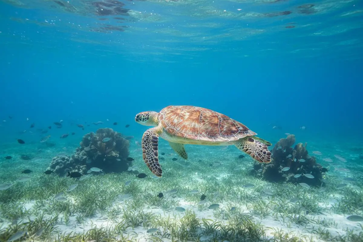 Riviera Maya Sea Turtle Nesting Guide