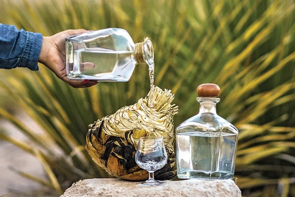 Sotol: Mexico’s Unknown Gem in the World of Spirits