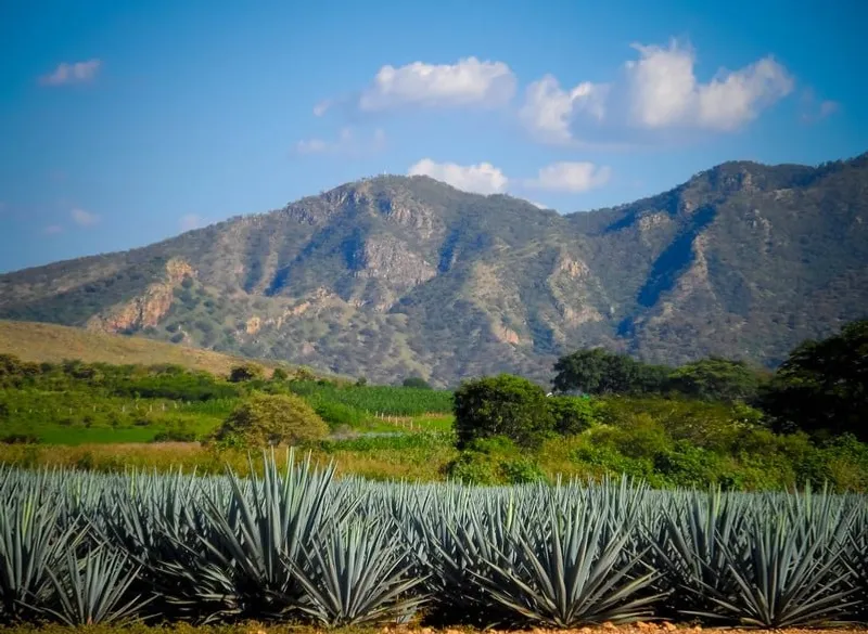 Rows of blue agave plants growing in the fields outside Tequila Jalisco