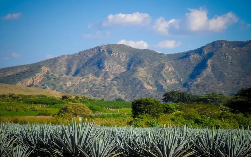 Rows of blue agave outside Tequila with green hills and afternoon rain clouds