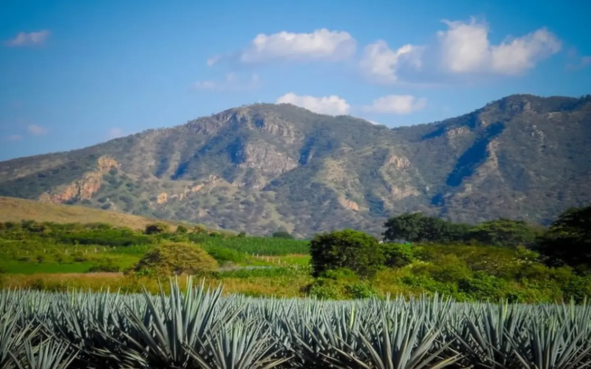 Tequila in July: Rain, Agave Fields & Tours
