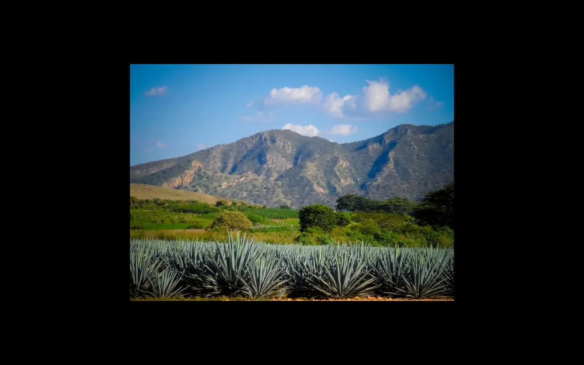 Tequila in June: Rain, Agave Fields & Tour Tips