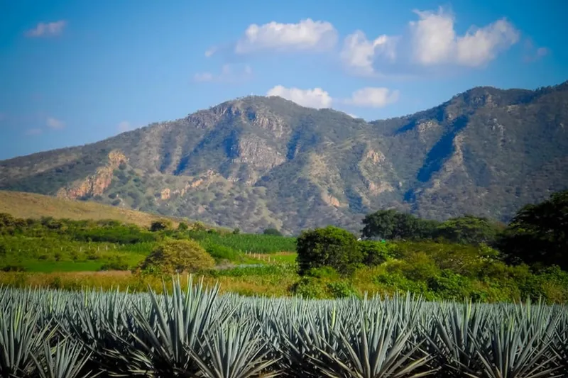 Blue agave field near Tequila with dry Jalisco hills and clean late-year light