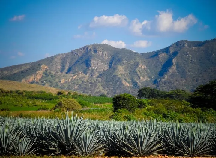 Tequila in September: El Grito, Rain & Tour Tips