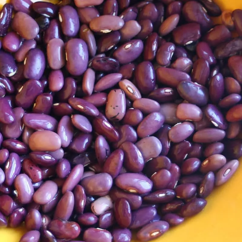 Ayocote bean tamale filling with large Mexican beans