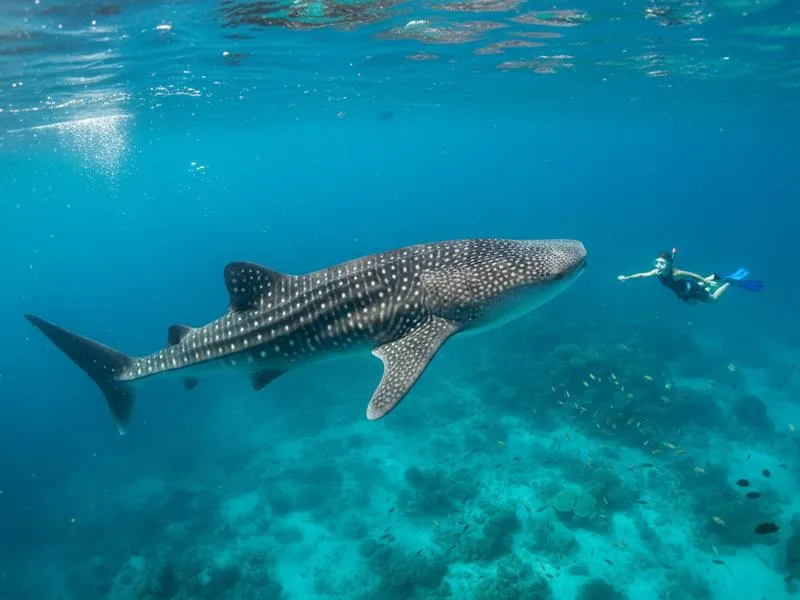 Snorkeler swimming alongside a whale shark in the open Caribbean waters near Holbox Island