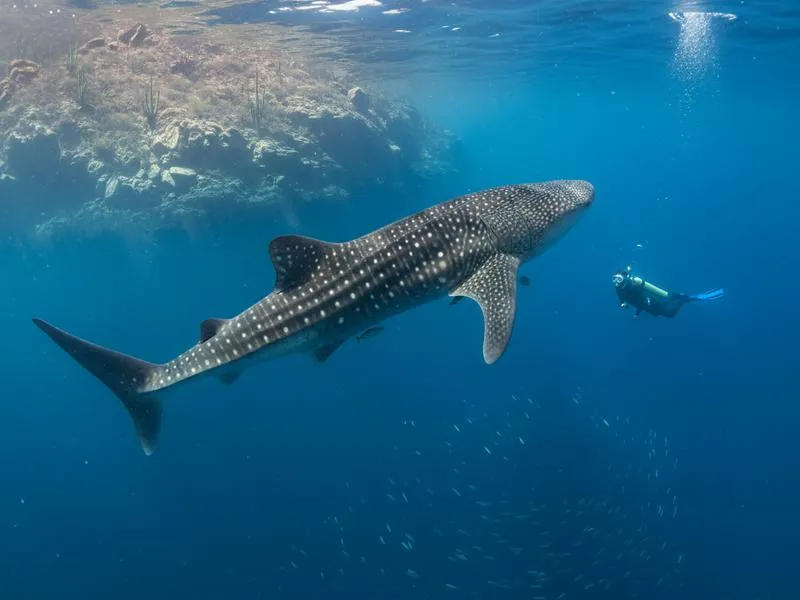 Whale shark swimming in the clear blue Sea of Cortez near La Paz with Espíritu Santo island in the background