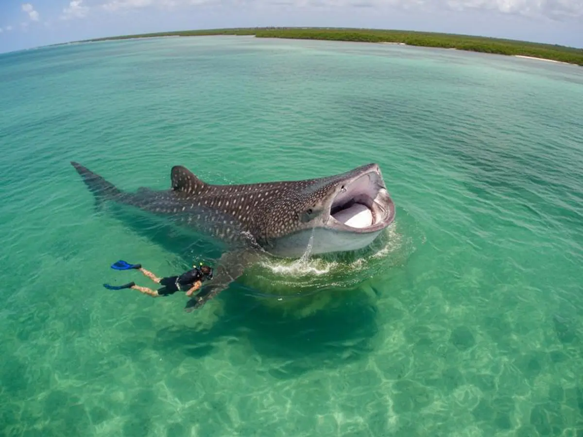 Cancun in August 2026: Whale Sharks & Storm Tips