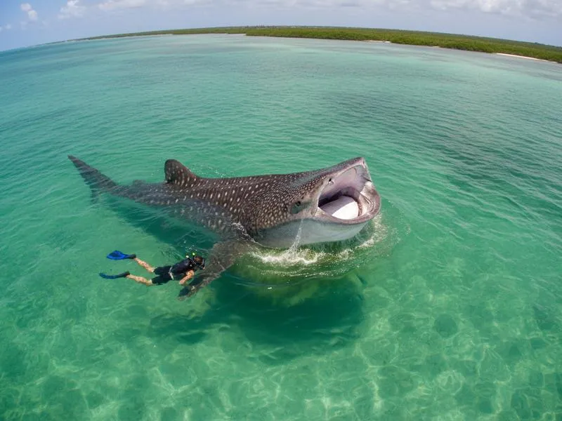 Traveler snorkeling with a whale shark near Holbox during the September tail end of the season
