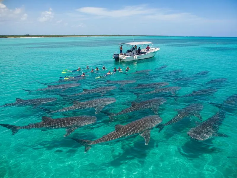 Multiple whale sharks feeding at the surface near Isla Mujeres with dozens of snorkelers in the water