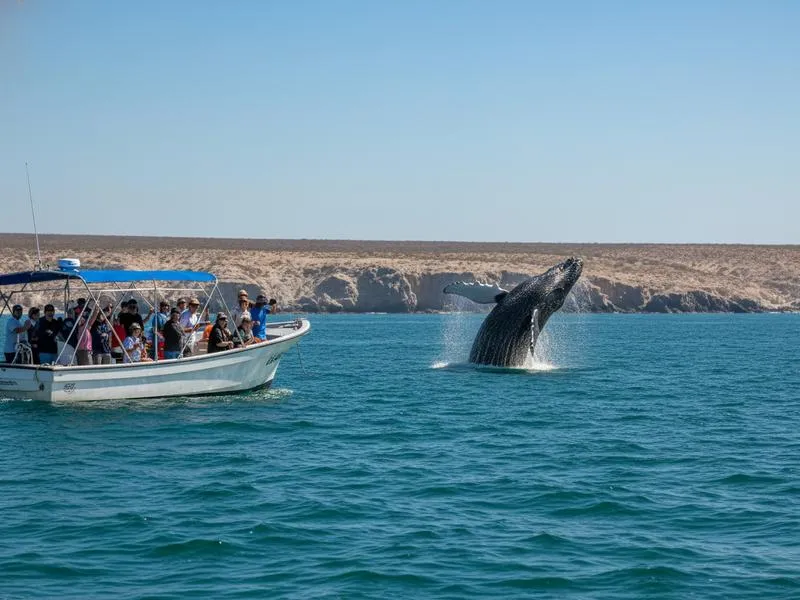 Whale watching boat in Mexico with passengers observing humpback whale at close range