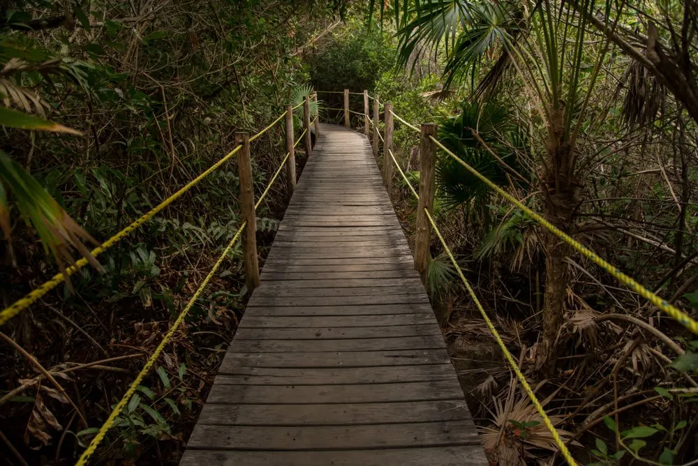 Palm-lined path leading from Xcacel beach toward the cenote area