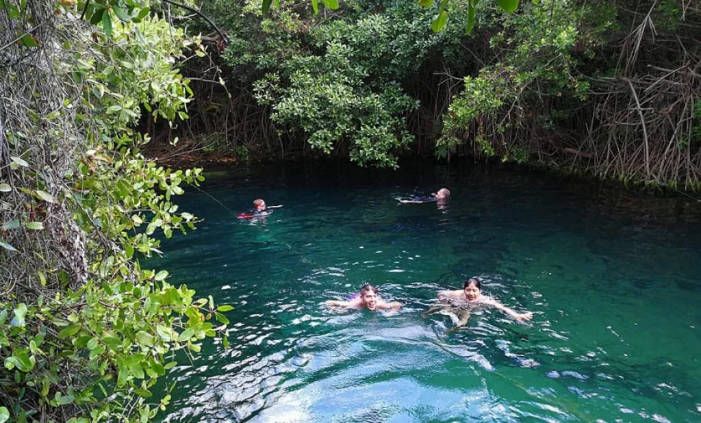 Clear freshwater cenote surrounded by mangroves near Xcacel