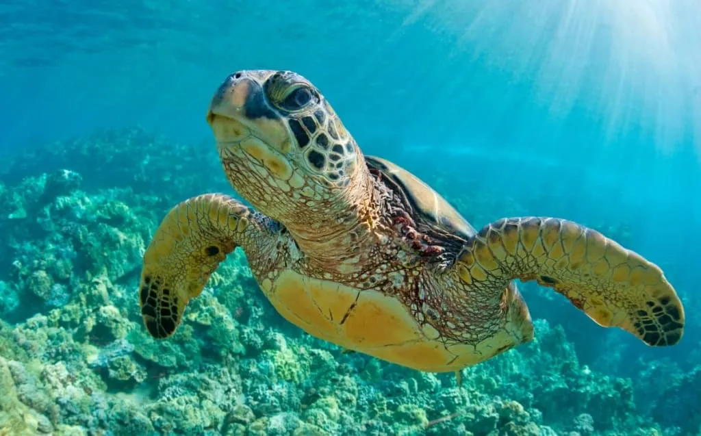 Sea turtle nesting area on the protected Xcacel shoreline