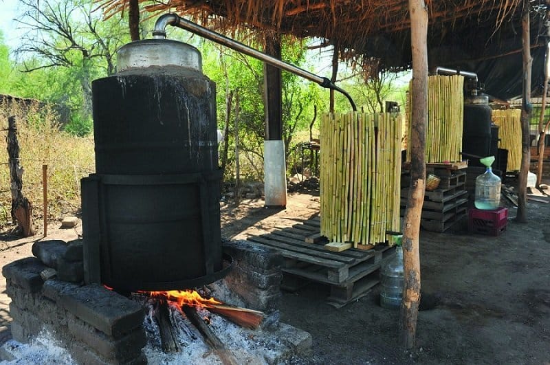 bacanora