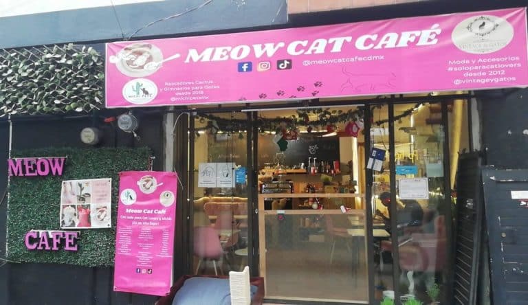cat cafes mexico