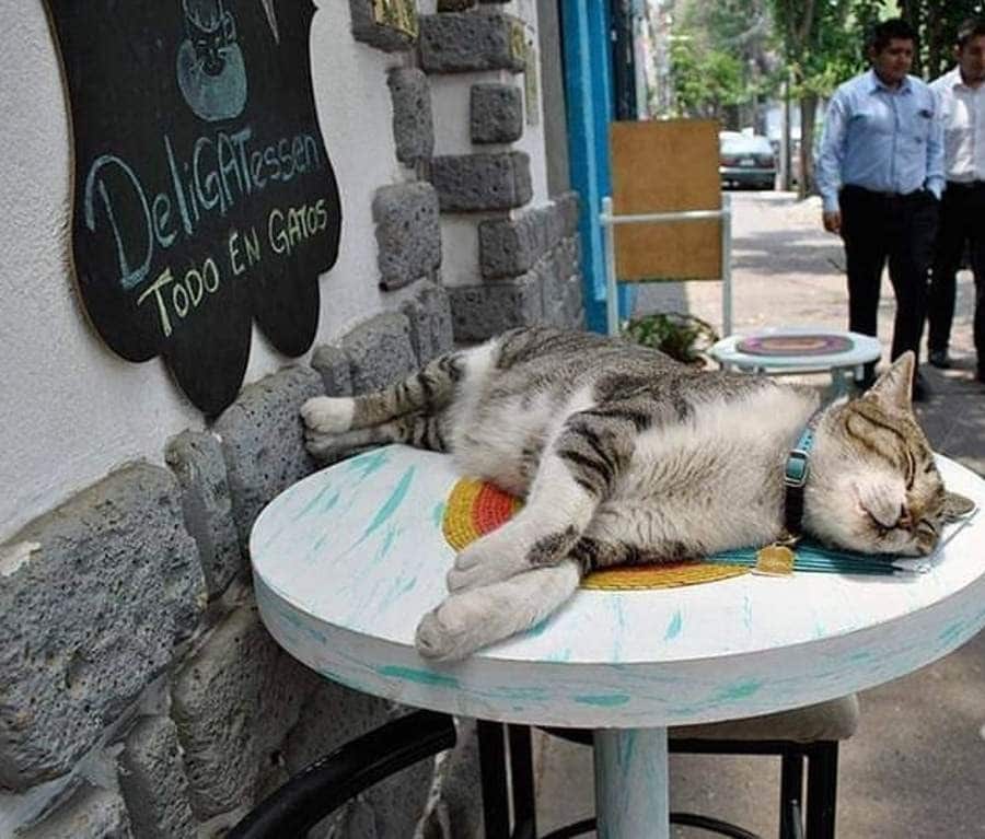 cat cafes mexico