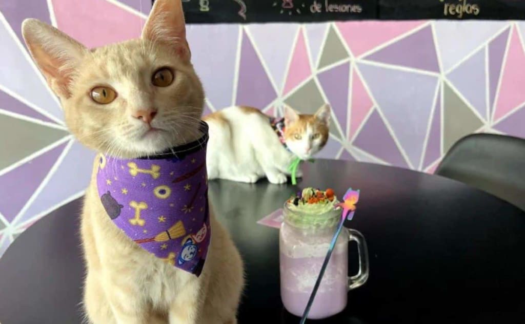 meaow cat cafe puebla mexico