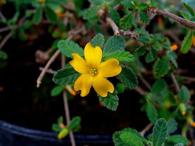 damiana liquor