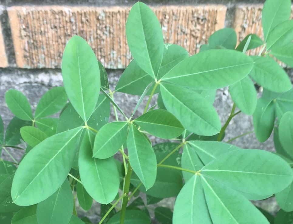 chipilin leaves