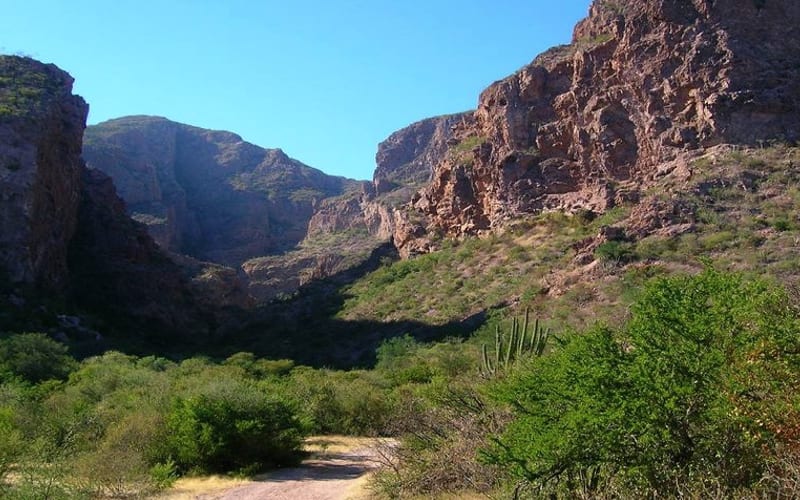 Palm trees and red rock walls inside Nacapule Canyon near San Carlos