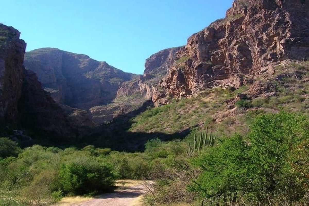 Nacapule Canyon palms and red rock outside San Carlos after late-summer rain