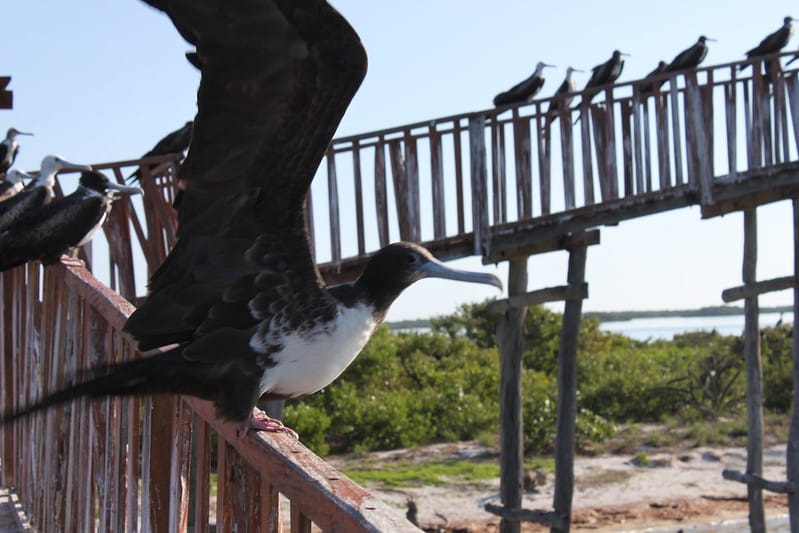 isla pajaros