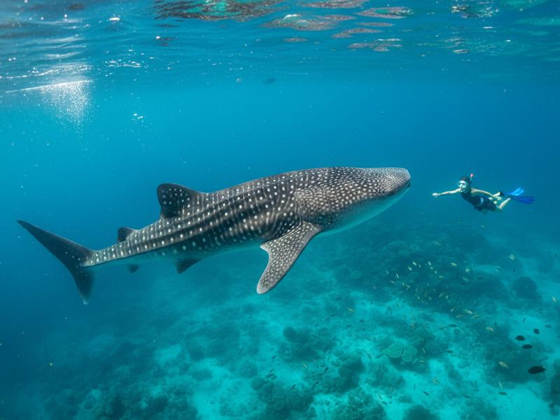 Whale shark open water snorkeling near Holbox Island with snorkeler alongside massive spotted shark